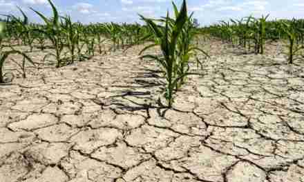 Il 2023 è stato l’anno più caldo della storia, complice El Niño: lo rivela il programma di osservazione Ue