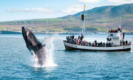Islanda, stop alla caccia alle balene nel 2025: un possibile addio definitivo