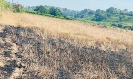 Attentato mafioso contro Valle del Marro: solidarietà da Elly Schlein
